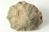 Polished Fossil Coral (Actinocyathus) Head - Morocco #202535-1